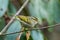 Blyth`s leaf warbler Phylloscopus reguloides observed in Mishmi Hills