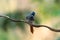 Blyth`s Paradise-flycatcher  standing on branch of tree