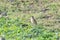 Blyth`s pipit Anthus godlewskii in a field