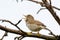 Blyth`s Reed Warbler Acrocephalus dumetorum.