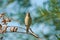 Blyth`s reed warbler flew to the branch and looked directly into