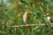 Blyth`s reed warbler sits on a branch near the nest in a natural