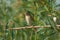 Blyth`s reed warbler sits in the crown of a weeping willow in it