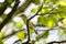 Blyth`s reed warbler sits on a tree branch in spring