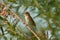 Blyth`s reed warbler sits in a willow bushes, on the overgrown m