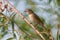 Blyth`s reed warbler sitting on a willow branch, in a natural en