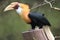 Blyths hornbill, Rhyticeros plicatus