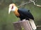 Blyths hornbill, Rhyticeros plicatus