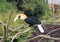 Blyths hornbill, Rhyticeros plicatus