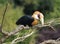 Blyths hornbill, Rhyticeros plicatus