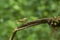 Blyths Reed Warbler seen at Ganeshgudi,Dandeli,Karnataka,India