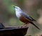 Blyths Starling perched on a water feeder