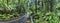 BM Irvine rainforest road