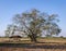 bo tree, bothi tree, pipal tree with hut in autumn season natur