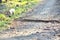 Boa constrictor along dirt road