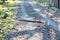 Boa constrictor along dirt road