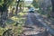 Boa constrictor along dirt road