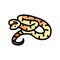 boa constrictor animal snake color icon vector illustration