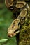 The boa constrictor Boa constrictor, also called the red-tailed boa or the common boa, on the old branche