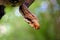 The boa constrictor Boa constrictor, also called the red-tailed or the common boa on a branch in the middle of the forest. A
