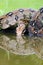 The boa constrictor Boa constrictor, also called the red-tailed or the common boa drinks from a dark turbid pool