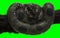 Boa Constrictor with Clipping Path. Green Anaconda.