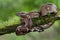 A boa constrictor coiled on a branch