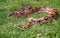 Boa Constrictor On Grass
