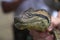 Boa constrictor / python