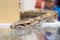 Boa constrictor snake head detail glass pet shop