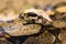 Boa constrictor snake jiboia in close up.