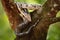 Boa constrictor snake on the tree in the wild nature, Belize