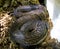 Boa snake vertebrate scales the tropics viviparous
