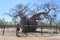 Boab Prison Tree in Derby Kimberley Western Australia