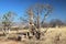 Boab Tree Adansonia gregorii on Telegraph Hill Outback Western Australia