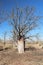 Boab Tree Adansonia gregorii on Telegraph Hill Outback Western Australia