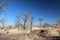 Boab Tree Adansonia gregorii on Telegraph Hill Outback Western Australia