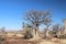 Boab Tree Adansonia gregorii on Telegraph Hill Outback Western Australia