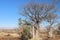 Boab Tree Adansonia gregorii on Telegraph Hill Outback Western Australia