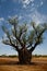 Boab tree - Australia