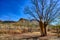 Boab tree by the Cockburn Ranges