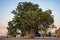 Boab tree in Darwin City