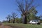 Boab tree growing in Derby  Kimberley Western Australia