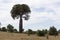 Boab tree growing on the hillside