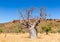 Boab tree In inland rural Australia