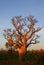 Boab tree, Kimberly, Australia