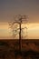 Boab tree, Kimberly, Australia