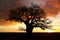 Boab tree, Kimberly, Australia