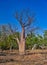 Boab tree in the outback Australia