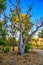 Boab tree by an outback trail, Australia